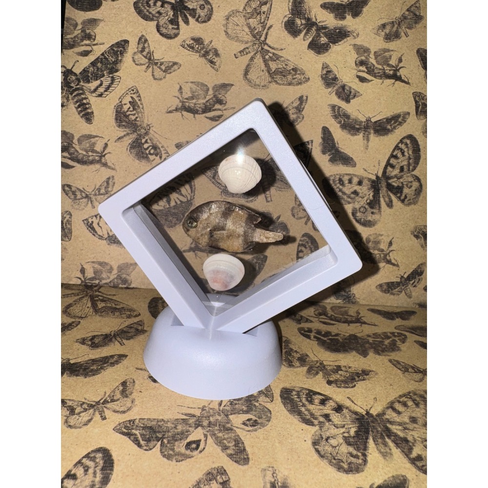 Spade Fish taxidermy oddities Seashell  Black Floating Frame Stand‎ Decor